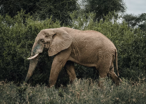 Ryan Wilkes NFT Collector Rewards