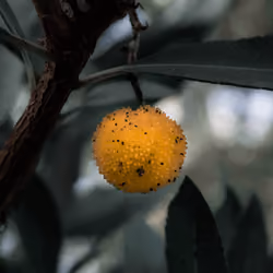 7 Shades Of Green #6 - Yellow Arbutus Fruit
