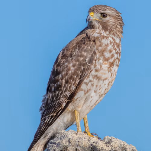 Florida Birds