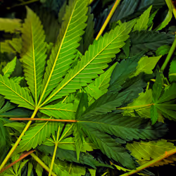 99336931045118591179229277563364267631006438606699611254274404955010405236737