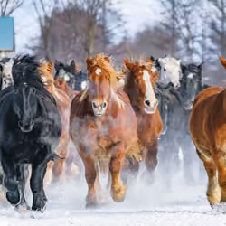The Horse Pursuit