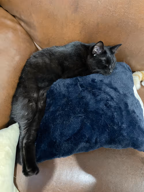 Item #57432309319676179700798702069366385585354272226932054472084541946332939550721 Media