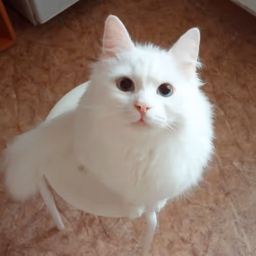 Item #763224073280193224173041358155125596503139434424356380946212187148411469825 Media