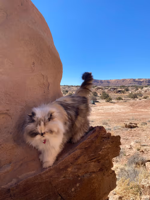 Item #88063557034118437660925886446302507819426649905583175627315428953111815782401 Media