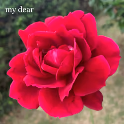 Red Rose #10 赤い薔薇