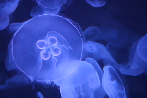 Item #19684374529110288056520570276703370007863893692966726326193838011840790003713 Media