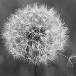 Make a wish 
