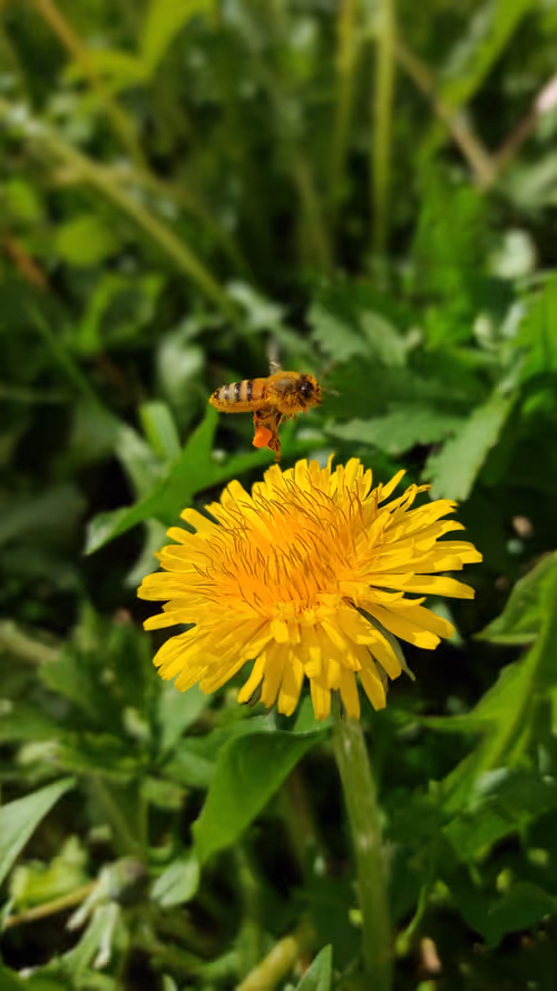 Item #80438795125528746561918172228807718080571039933368464455150782136336601055233 Media