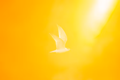 Item #15286439154353413258560728673590493507949724092509999987352069878812772401153 Media