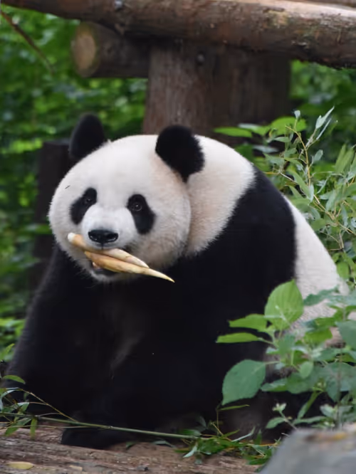 Item #114897420147735578996875144627115122561638223557948297077066948213522319802369 Media