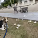 FahsaiBeagle Collection - old