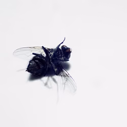 Fly