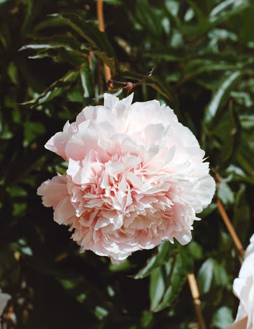 Item #86204936525623062478772312076709802278598486618652010465124009083408633298945 Media