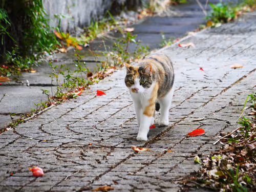 Item #55455677318123595031509472603724202920888355633279889545160944635851149672449 Media