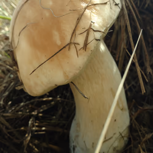 Untitled Collection #330227