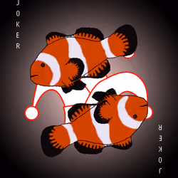 Joker 1 - Orange clown fish