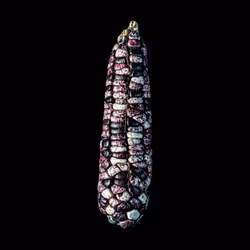 Mexican Native Corn - Red Coral