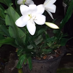 U.T : Flower at Night 
