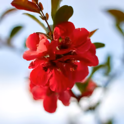 Beautiful Spring Red Flower