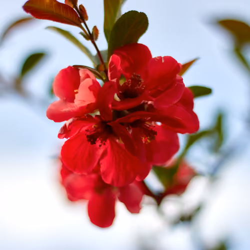 Beautiful Spring Red Flower