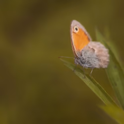 Coenonympha pamphilus - Small Heath