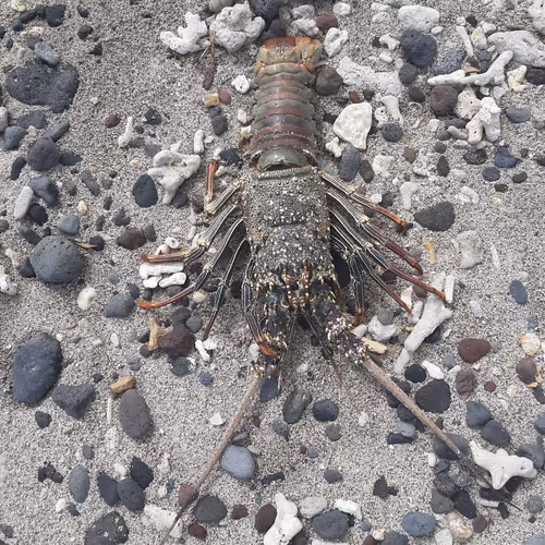 Lobster of the death