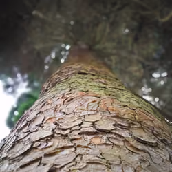Looking Up