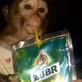 Item #42676853073221967326163259368442360405990501385821233772546254940779640258561 Media