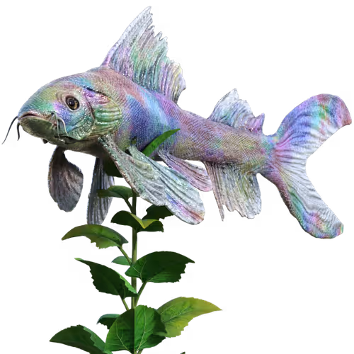 Koi Korn VUgT9bY8Lc