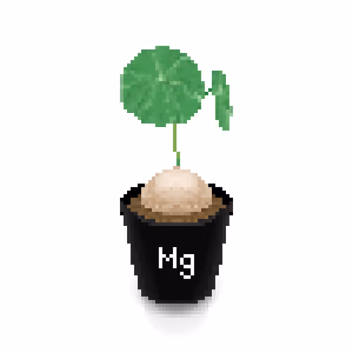 #012(Mg)Stephania erecta