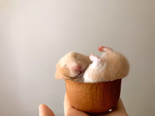 Item #69328896032877640145726094036613842372058799886336352561243848813759097208833 Media