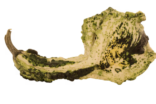 Item #35733408950682889513496686103591328439267245450055177033221291804330695852033 Media