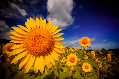 Item #15286439154353413258560728673590493507949724092509999987352069805145493340161 Media