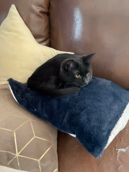 Item #57432309319676179700798702069366385585354272226932054472084541960626590711809 Media