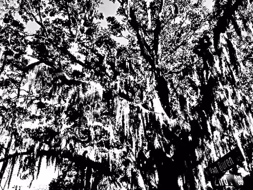 Item #19841423673673061120678522492980359232702795421164906781459419156995393978369 Media