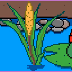 Toad