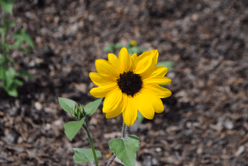 Item #40090172695085413256965535555586358742660933280315103792741764895460904927233 Media