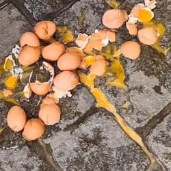 Heartbroken EGGS - sad chickens