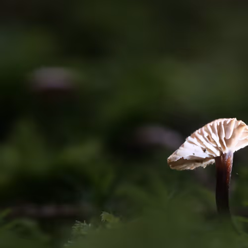Realfungi