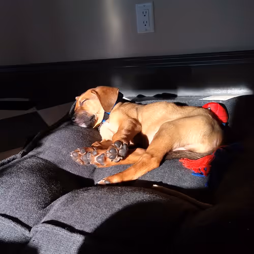 Sleepy Ko'chi Boy