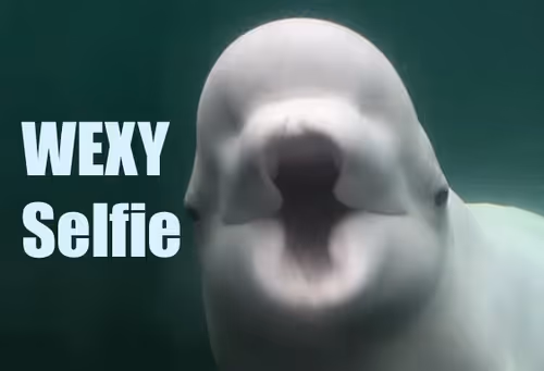 Item #11109179810418610233123544384795183172325731298422340840285062397488428744804 Media