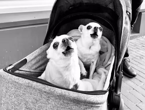 Item #40449787652065743018640773044495240111019622512701765753694832595933023174657 Media