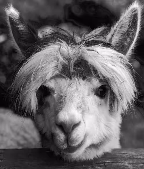 Item #85955388142285062869828990216405336068460184295828337420708341239844991664129 Media