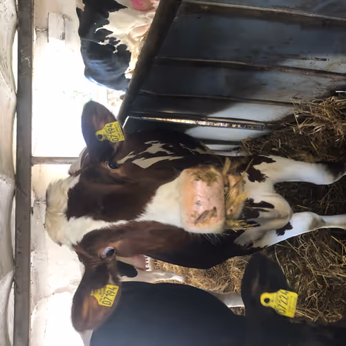 Real Life Cows