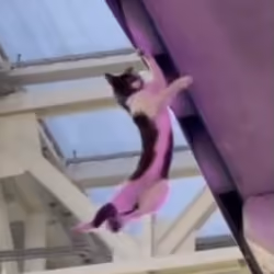 hanging cat
