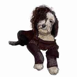 Bellatrix the Sheepadoodle