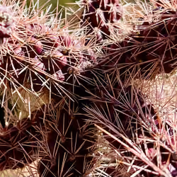 YB - A prickly situation