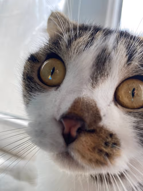 Item #51714780314179032241787952776522636894904578774096726712782613647147858395137 Media