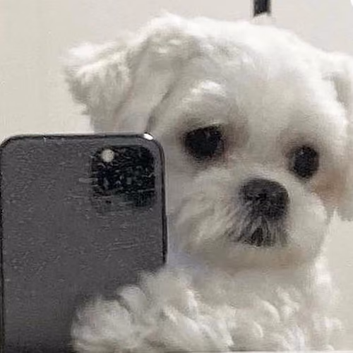 Blissy