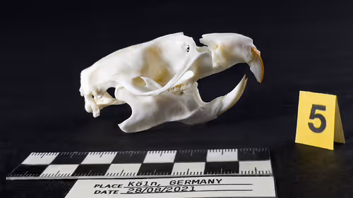 Item #32615301797037247882275066843320251953525887094996780073489952963710536384513 Media